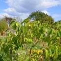 Annona cheirifolia